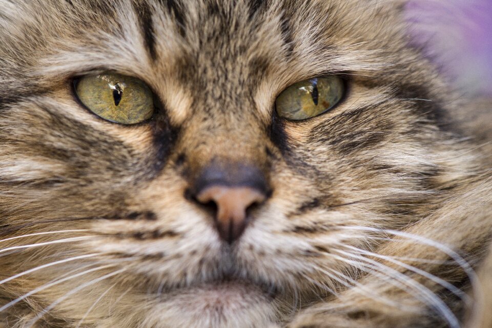 Animal portrait kitty animals