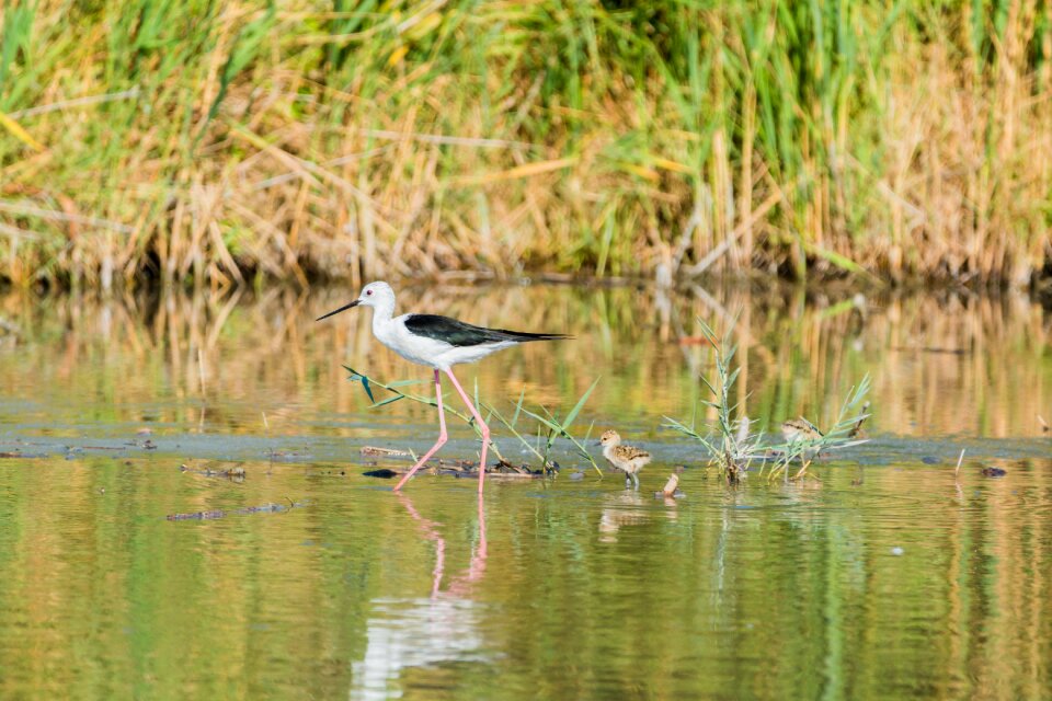 Stilt avocet bird