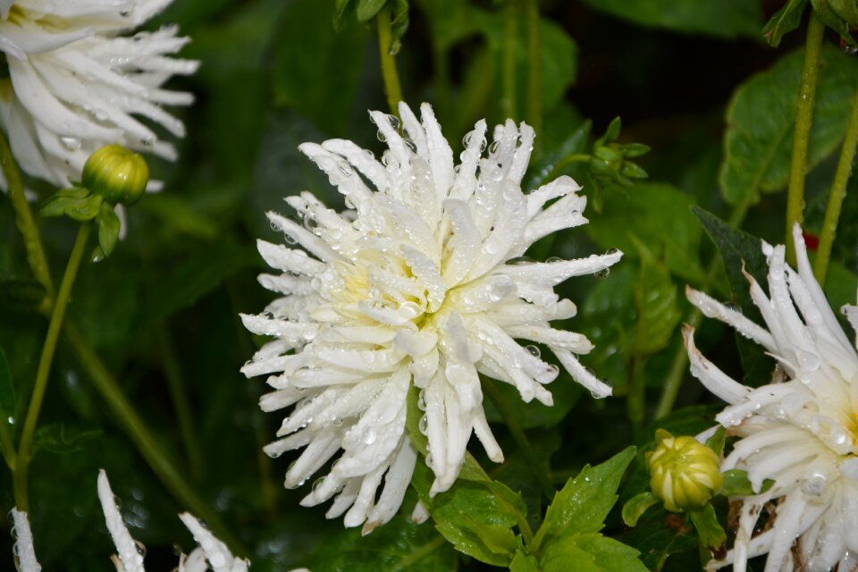 Plants botany massif