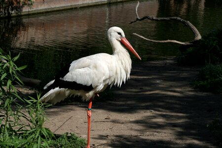 Animal beak wild
