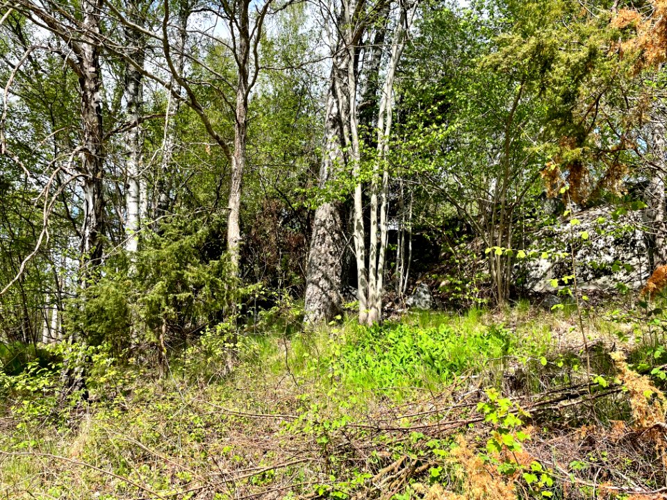 Djupet 1 naturminne