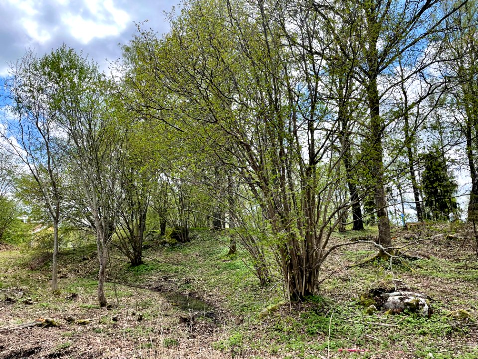 Djupet 1 naturminne hassel