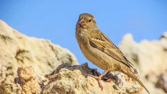 Wildlife animal rock