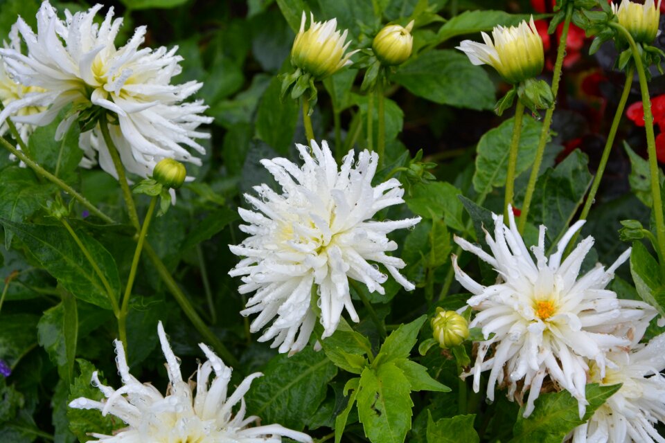 Massif white flower botanical garden