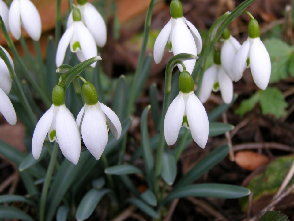 Season flower plant