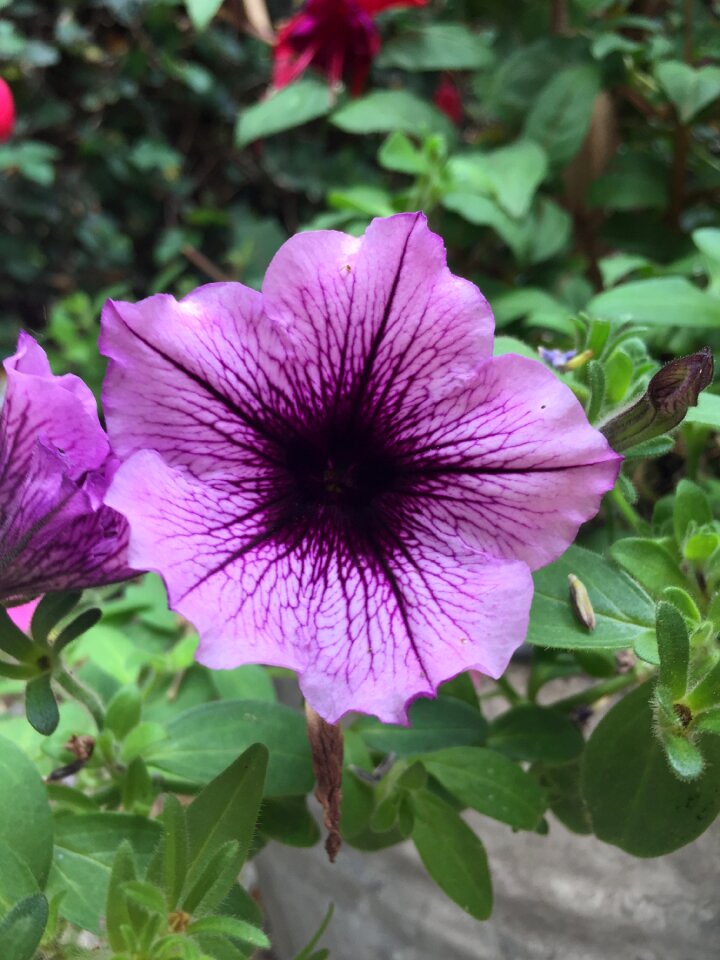 Petal colorful bloom