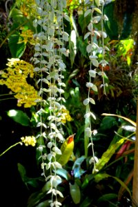 Dischidia nummularia - Marie Selby Botanical Gardens - Sarasota, Florida - DSC00887