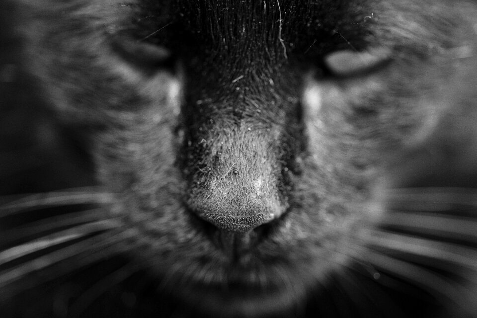 Animal portrait kitty animals