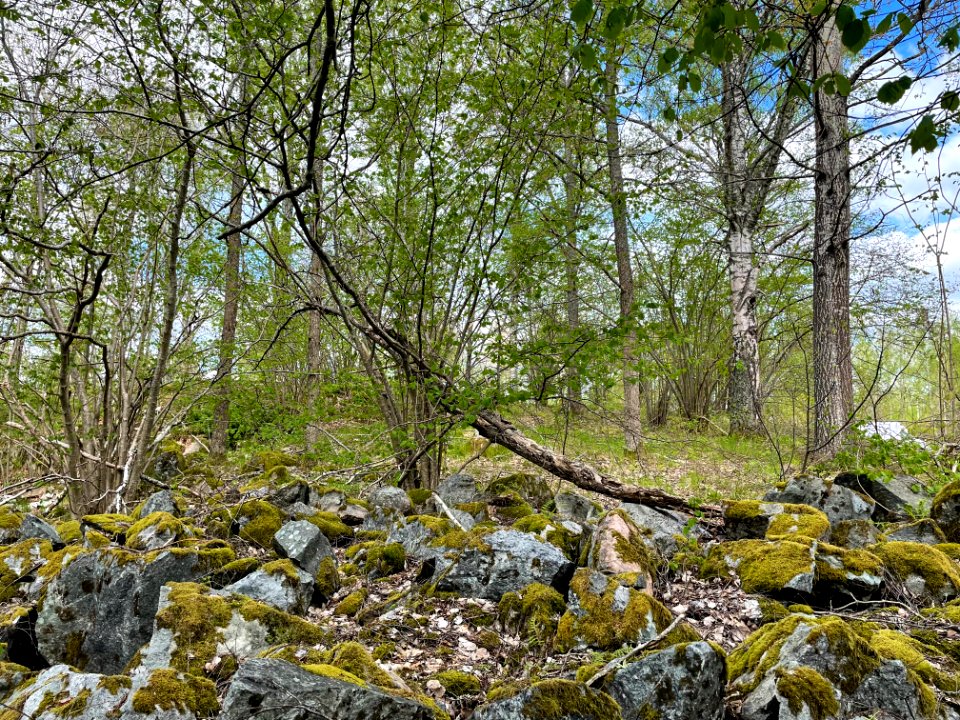 Djupet 1 naturminne björkar