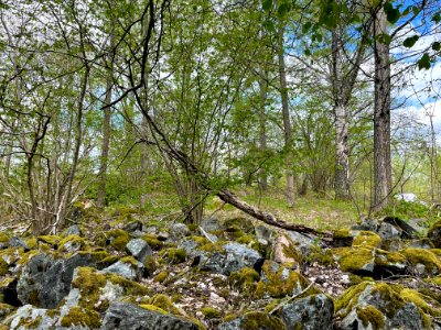 Djupet 1 naturminne björkar