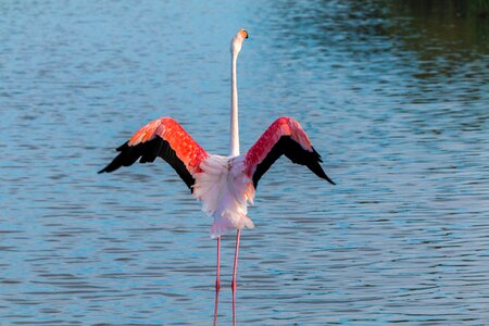 Wild pink water bird