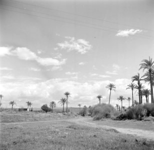 De z.g. Napoleonsheuvel bij Acre. Een lichtglooiend landschap met palmbomen, Bestanddeelnr 255-0032