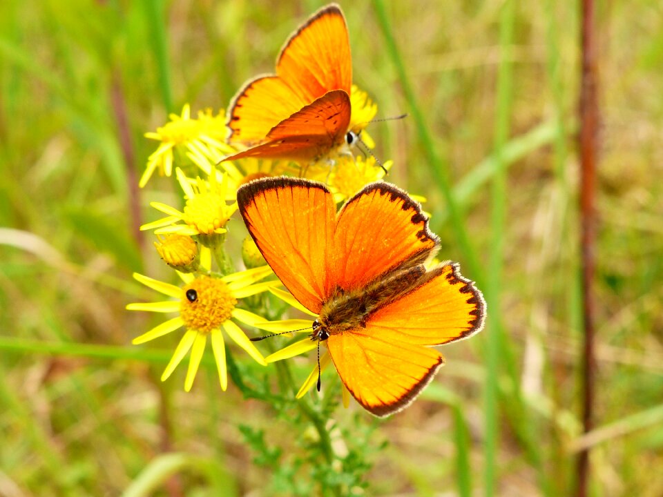 Plant insect butterfly day