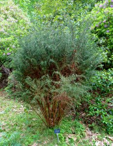 Diselma archeri - Hillier Gardens - Romsey, Hampshire, England - DSC04807
