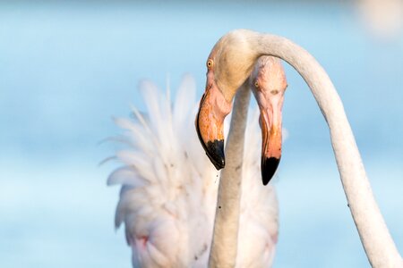 Wild pink water bird