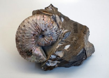 Discoscaphites conradi - Naturhistorisches Museum Nürnberg - Nuremberg, Germany - DSC04181