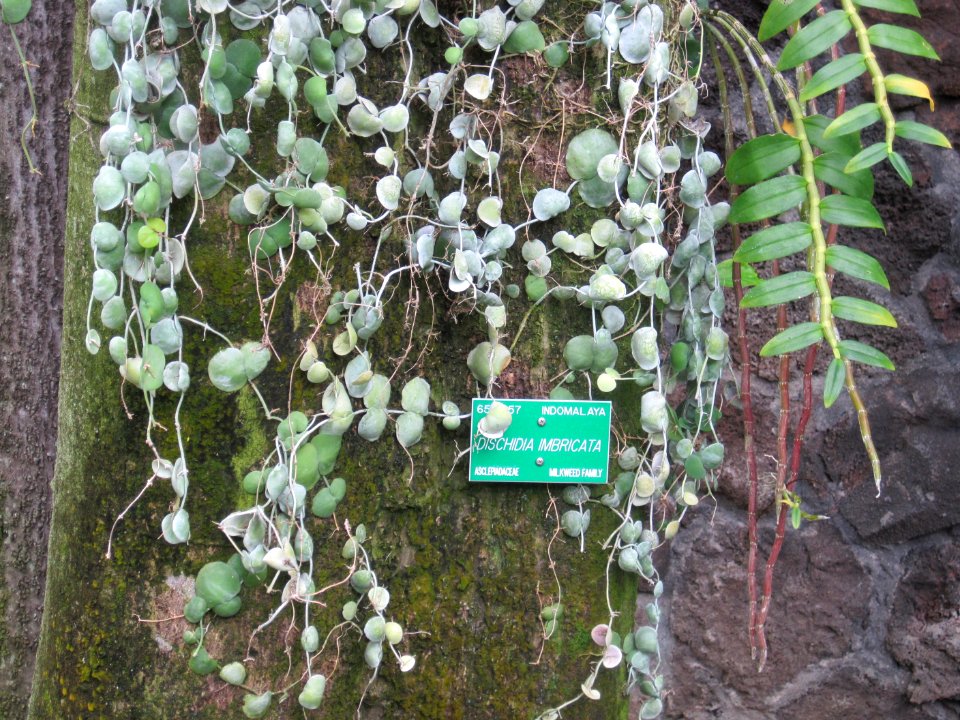 Dischidia-imbricata-on-Millettia-pinnata
