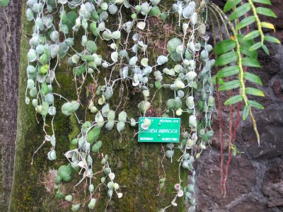 Dischidia-imbricata-on-Millettia-pinnata