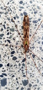 Discobola dohrni 28821408