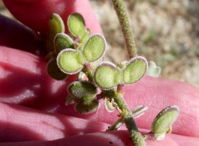 Dithyrea californica