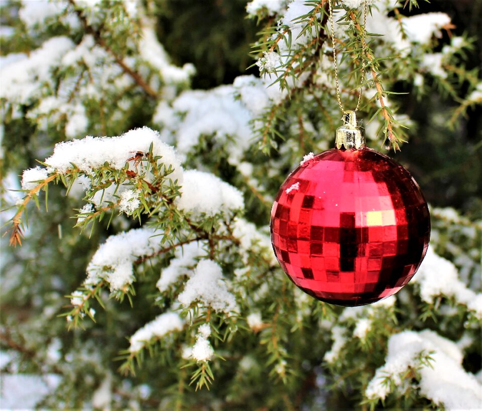 Snow juniper tree photo