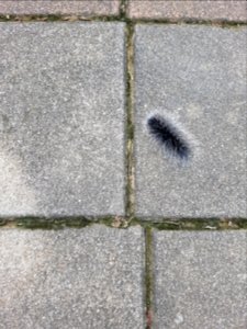 District park, Mae Sai - 2017-07-03 (004)