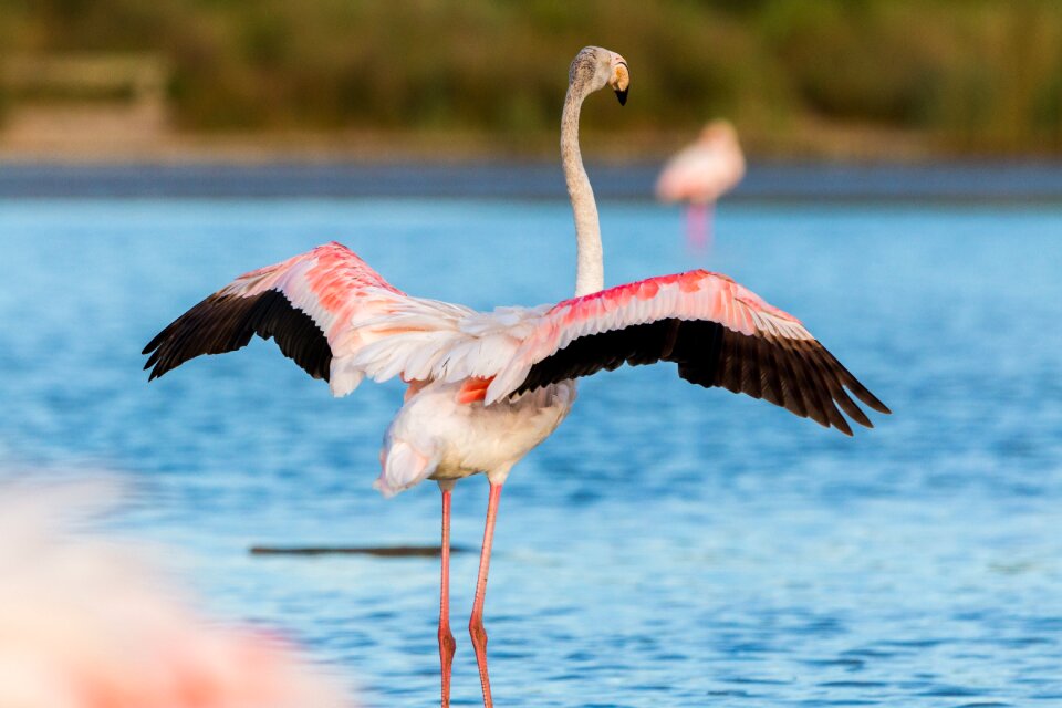 Wild pink water bird