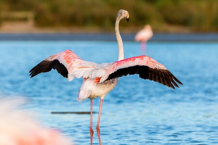 Wild pink water bird