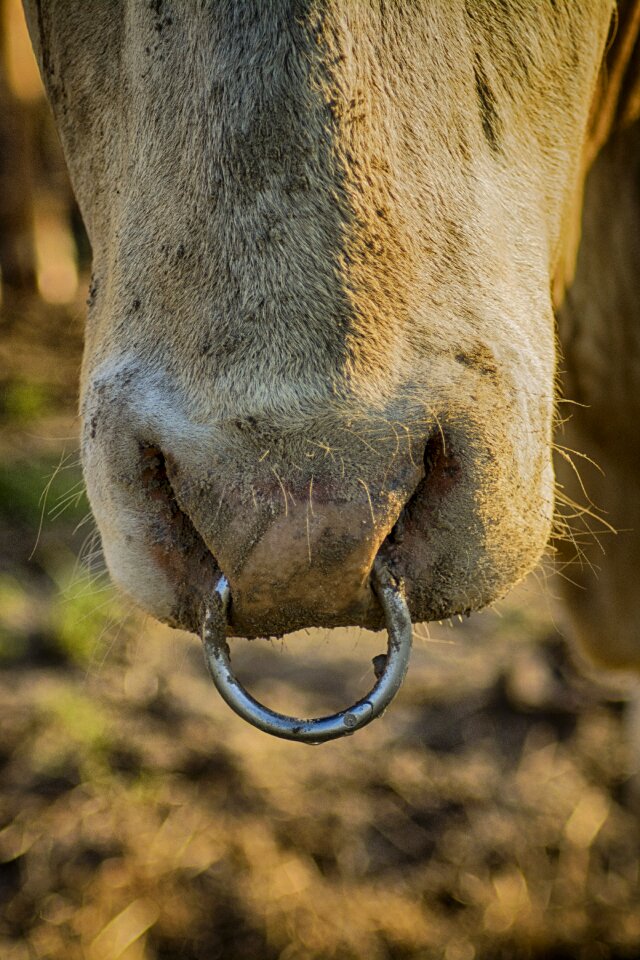 Mammals wild bull