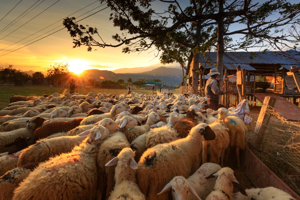 Ninh thuan flock page