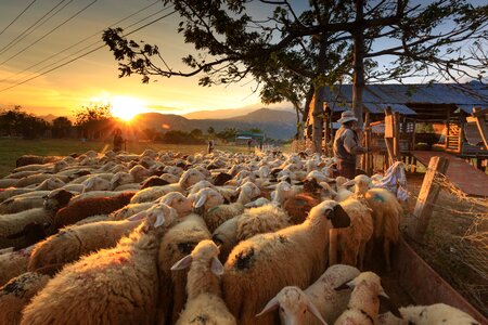 Ninh thuan flock page photo