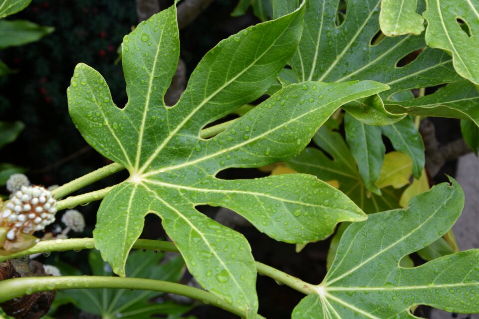 Green leaves succulent massif