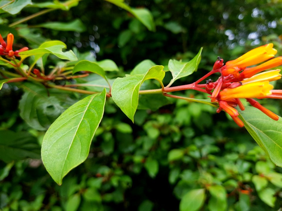 District park, Mae Sai - 2017-07-03 (007)