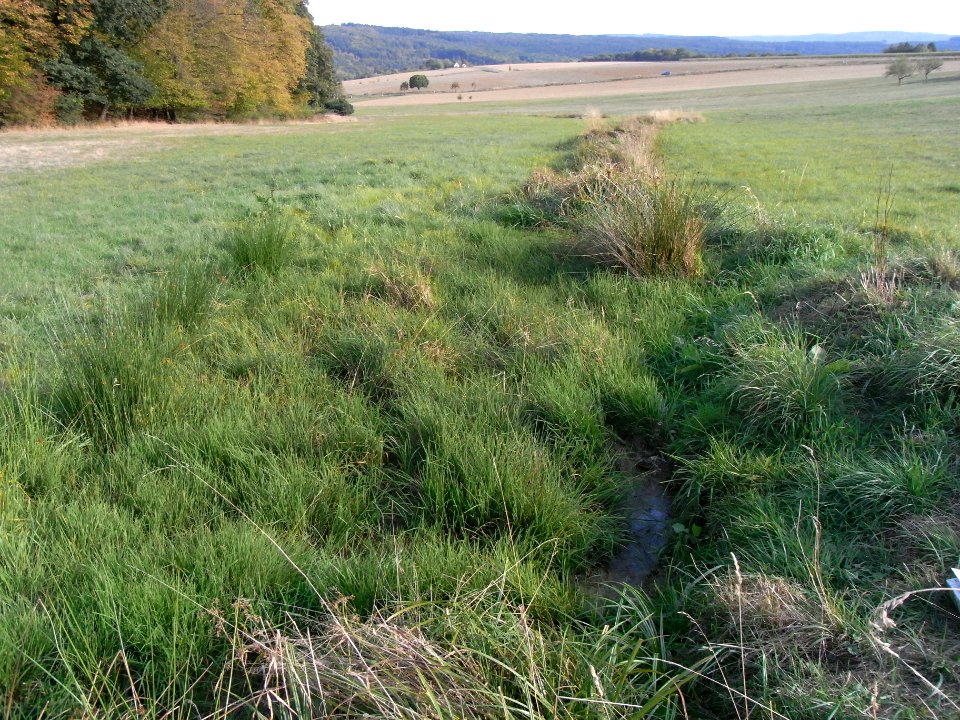 Dittenbach Sickerquellen unter Gauroth R0020462