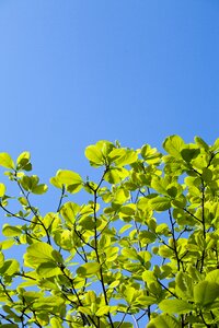 Spring plants nature