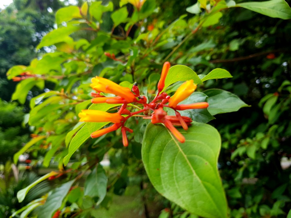 District park, Mae Sai - 2017-07-03 (009)