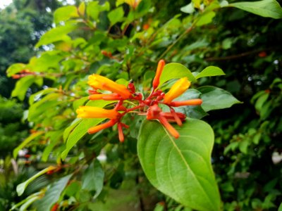 District park, Mae Sai - 2017-07-03 (009)