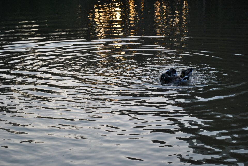 Animals duck lake