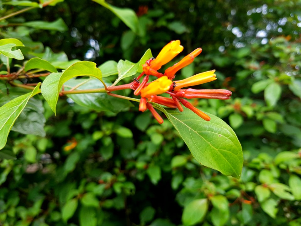District park, Mae Sai - 2017-07-03 (008)