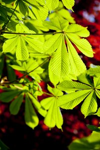 Spring plants nature