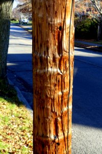Distressed utility pole - Arlington, MA - DSC03505