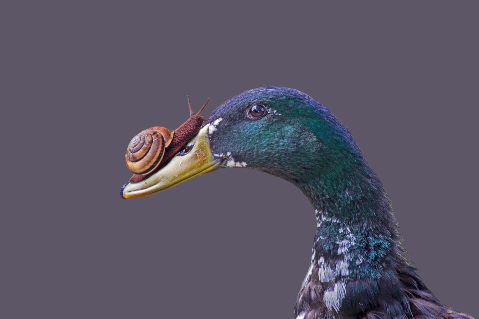 Isolated head feather