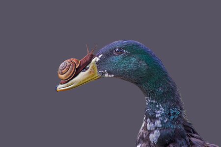 Isolated head feather