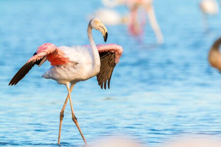 Wild pink water bird