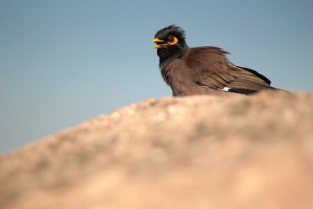 Bird yellow beak nature photo