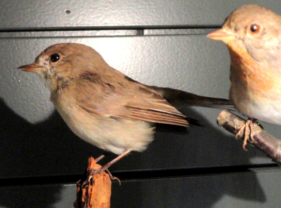 Ficedula parva - Finnish Museum of Natural History - DSC04605