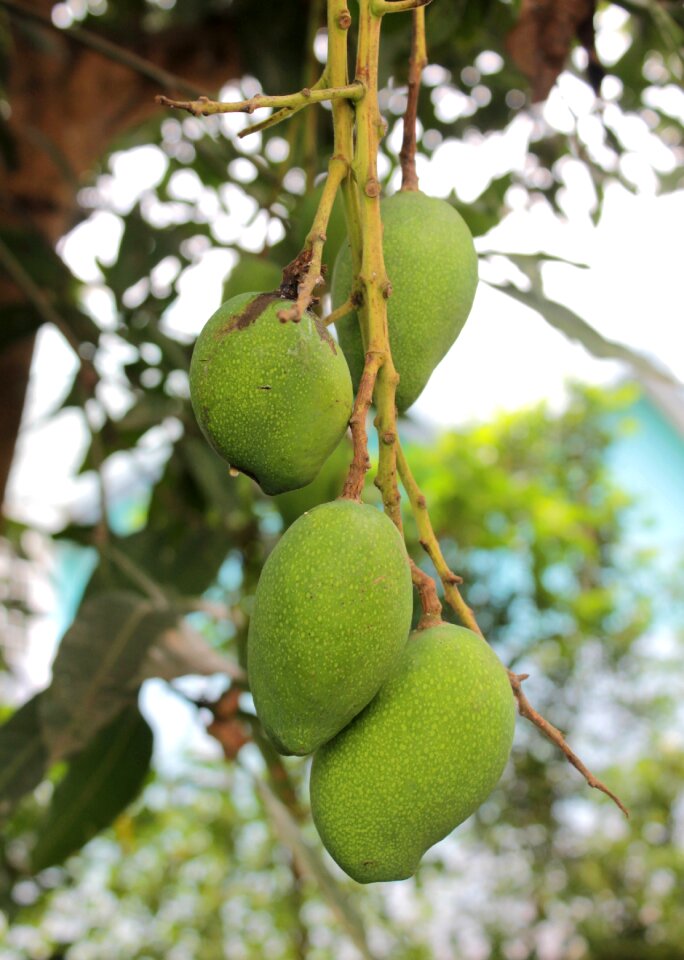 Mango fruit food