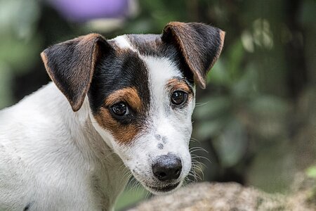 Cute mammal portrait