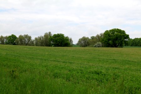 Field in Hardenbeck 2021-05-29 05 photo
