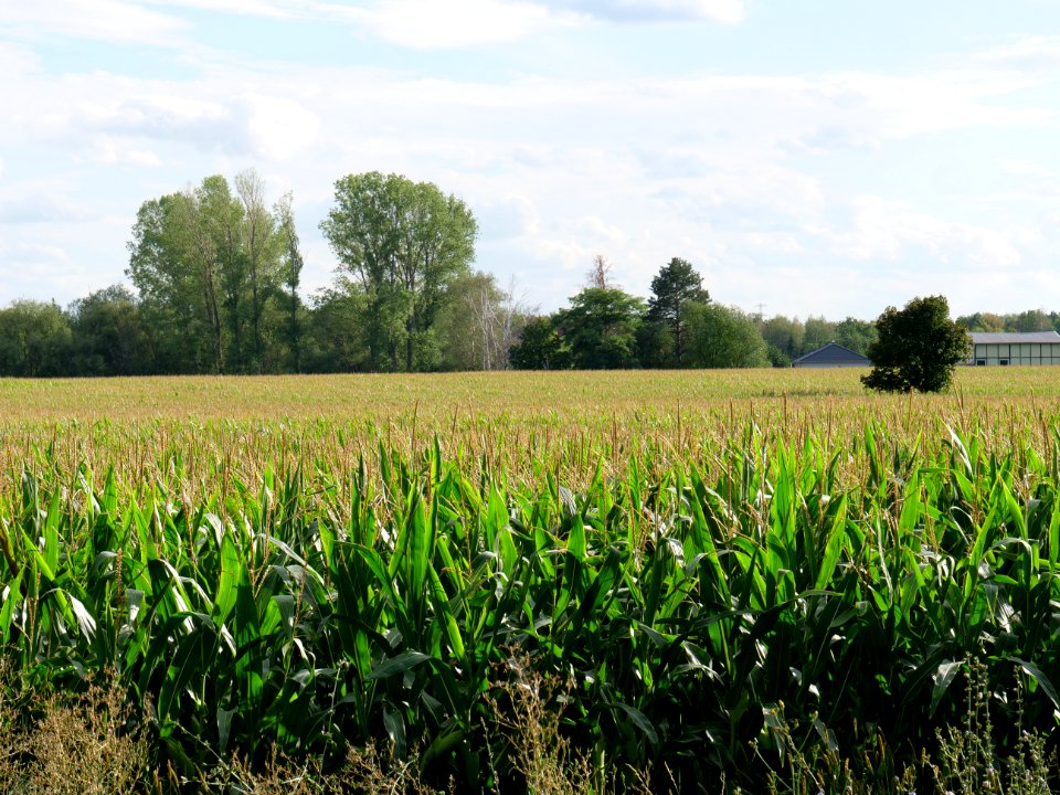 Field near Kieritzsch 2019-08-10 01